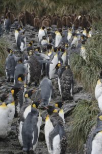 10 Top Travel Tips - Crowd of penguins. www.gypsyat60.com