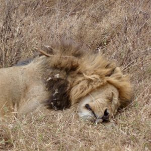 10 Top Travel Tips - Sleeping Lion. www.gypsyat60.com