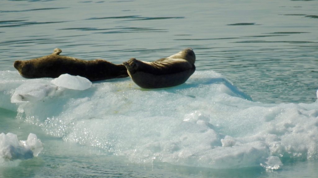 Lazy days for Sea Lions on ice rafts in Glacier Bay. www.gypsyat60.com 
