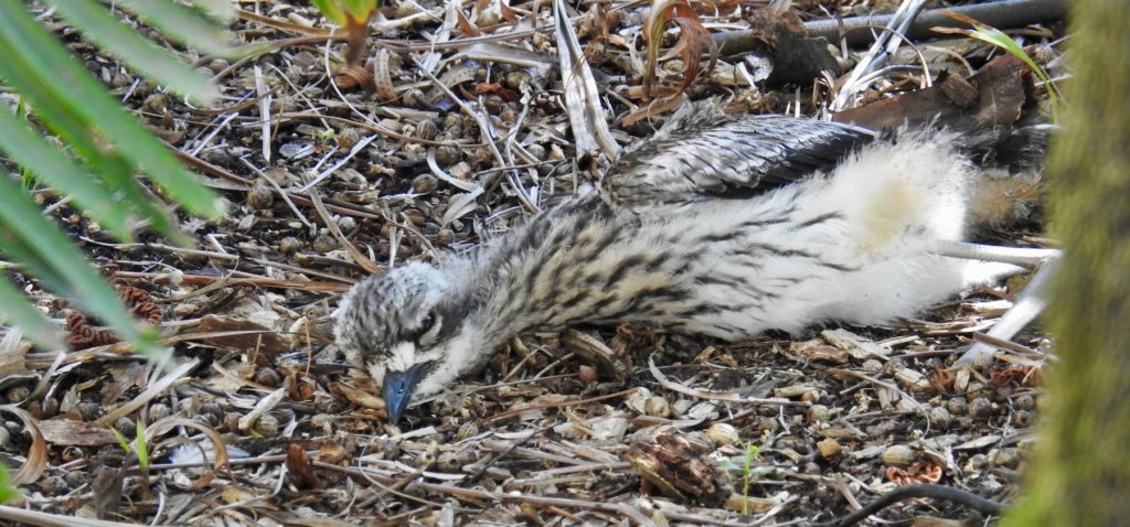 Snoozing Baby Curlew! This little creature used to have two naps a day, just like babies, while Mum and Dad stood by on guard - at Tangalooma Island Resort, Moreton Island. www.gypsyat60.com