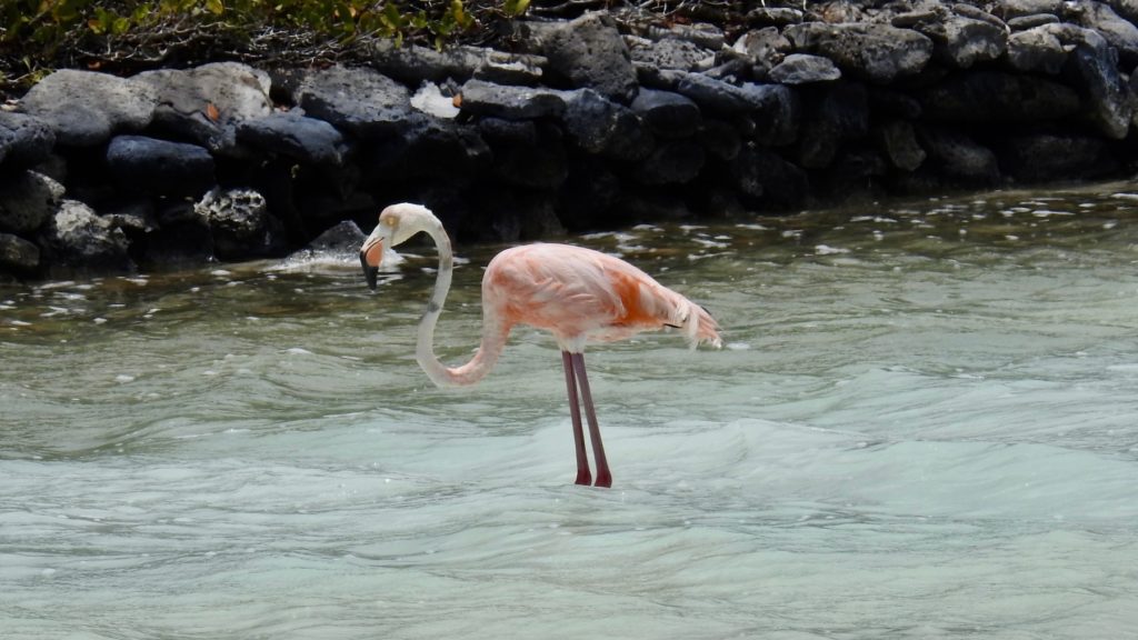 A young Flamingo, near the Salt Flats, Bonaire, Caribbean. www.gypsyat60.com