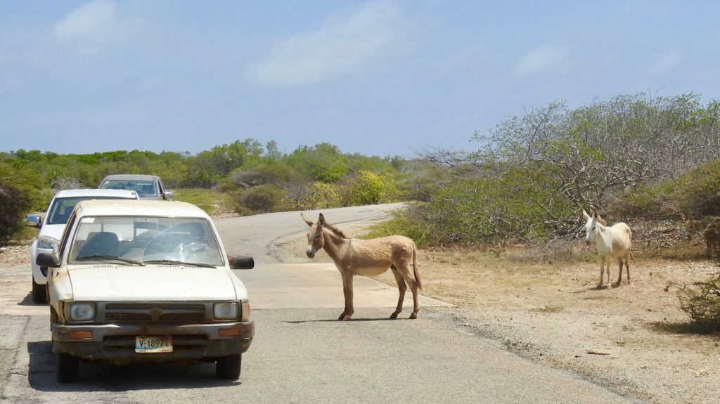 Local traffic, ie donkeys, on Highway in Bonaire !! www.gypsyat60.com