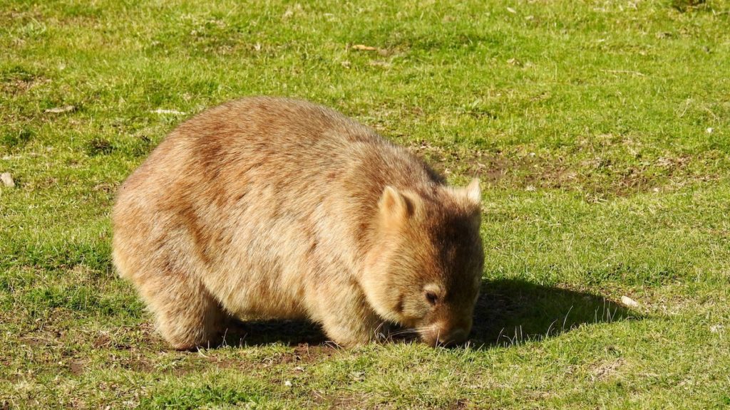 This Wombat welcomed us to the Prom Wildlife Walk at Wilson's Promontory. www.gypsyat60.com
