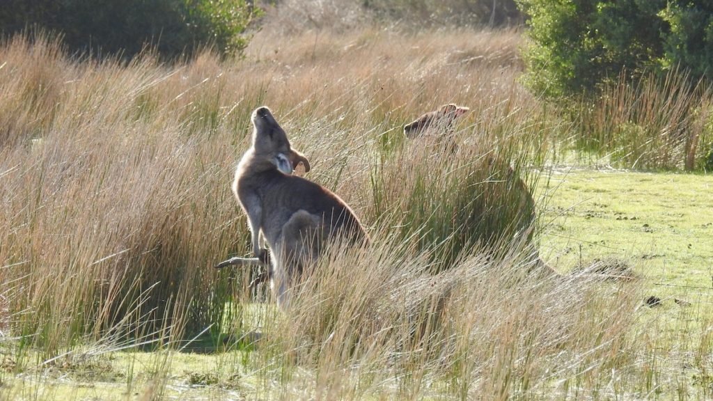 Grey Kangaroo enjoying the sunshine. (Joey's legs hanging out!) Wilson's Promontory. www.gypsyat60.com