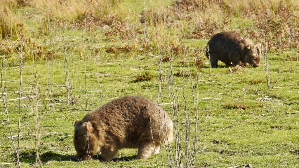 Wombat lunch time (which is 24/7) at Wilson's Promontory. www.gypsyat60.com
