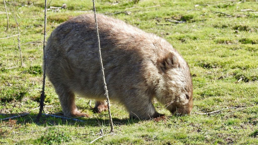 A wombat at Wilson's Promontory. www.gypsyat60.com