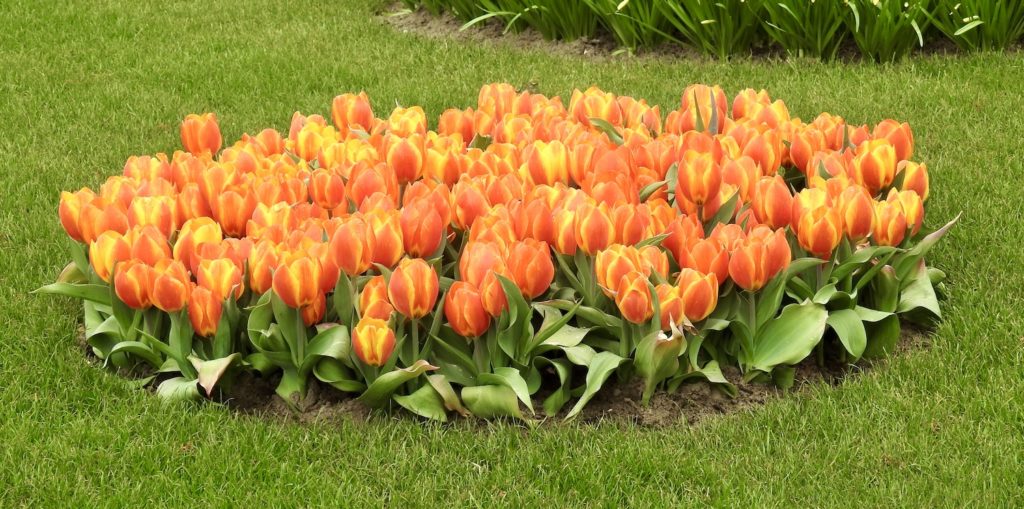 Orange tulips with yellow edges, Amsterdam. www.gypsyat60.com