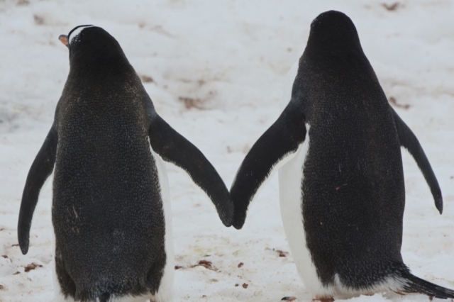 Penguin Pals in Antarctica