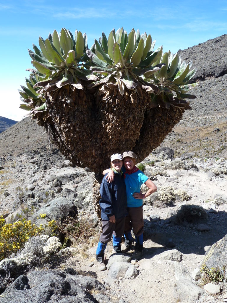 Rare Dendrosenecio plants on the Shira Plateau, Climbing Mt Kilimanjaro.