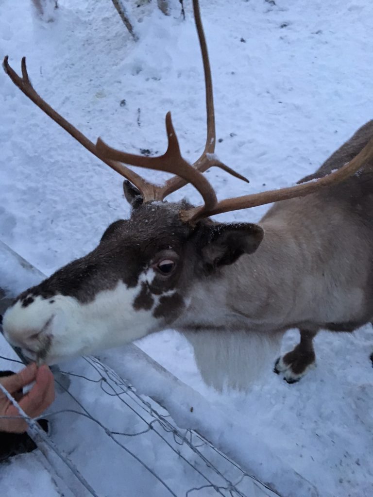 Friendly reindeer at the Snowhotel, Kirkenes.