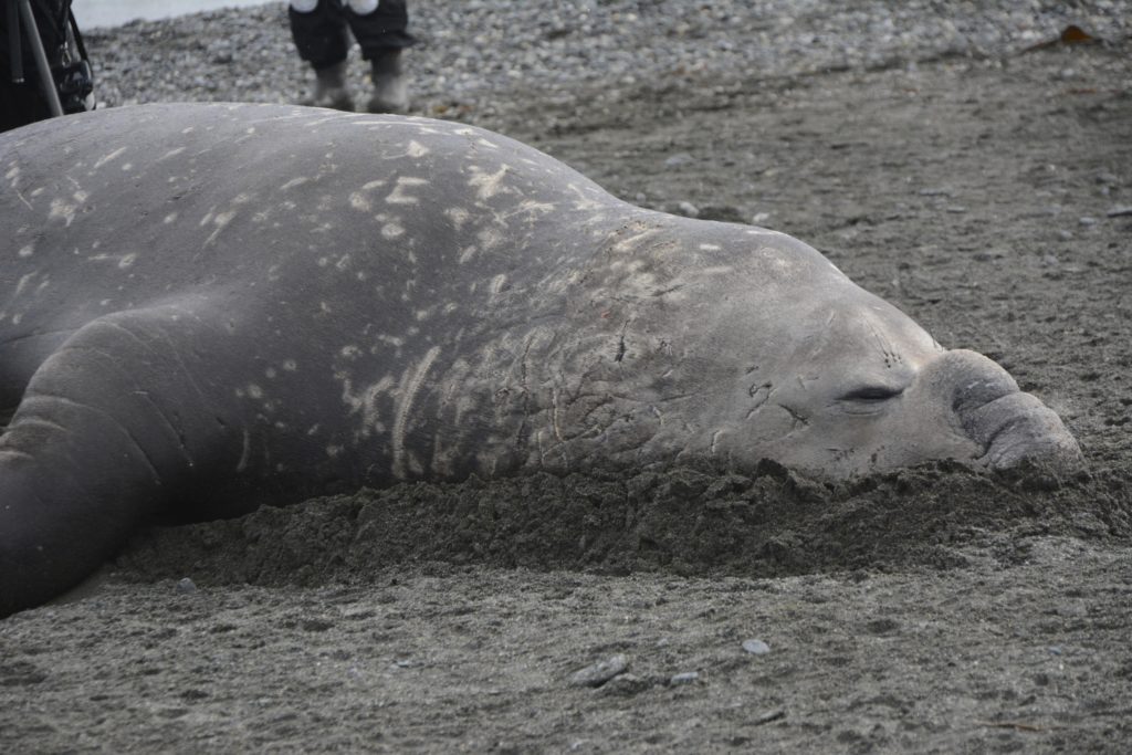 Elephant Seal too tired to move during mating time at Salisbury Plains, South Georgia, Antarctica. https://www.gypsyat60.com