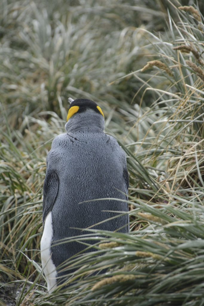 King Penguin at Salisbury Plains. https://gypsyat60.com