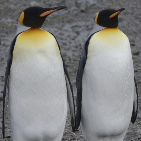 Adult King Penguins standing to attention at Salisbury Plains, South Georgia, Antarctica. www.gypsyat60.com