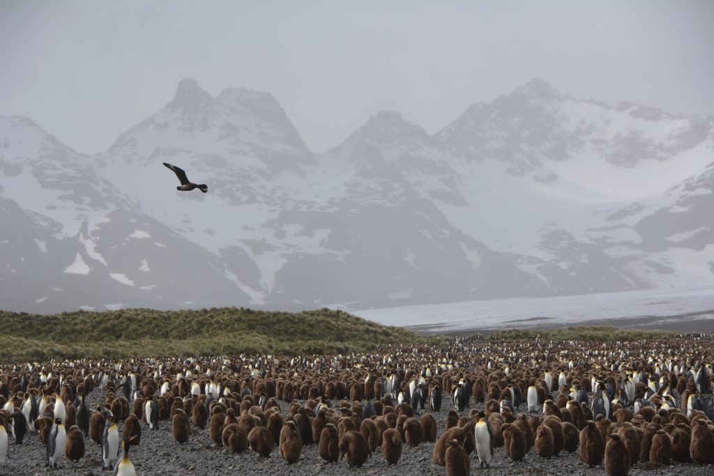 King Penguins at Salisbury Plains, South Georgia, Antarctica. https://www.gypsyat60.com