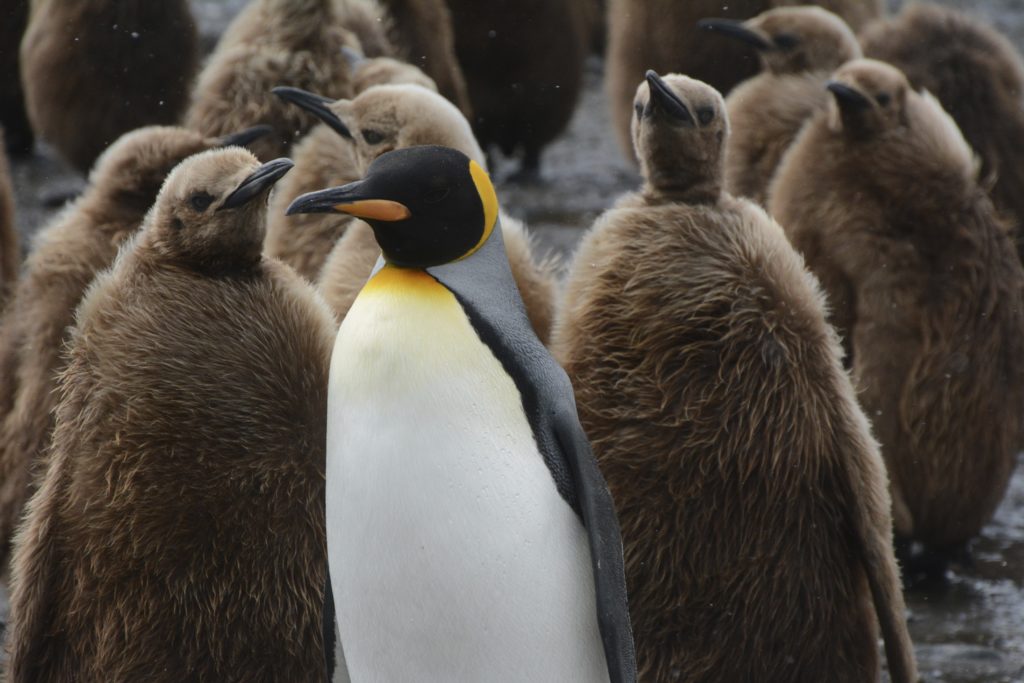 King Penguin adult and chicks at Salisbury Plains, South Georgia, Antarctica.