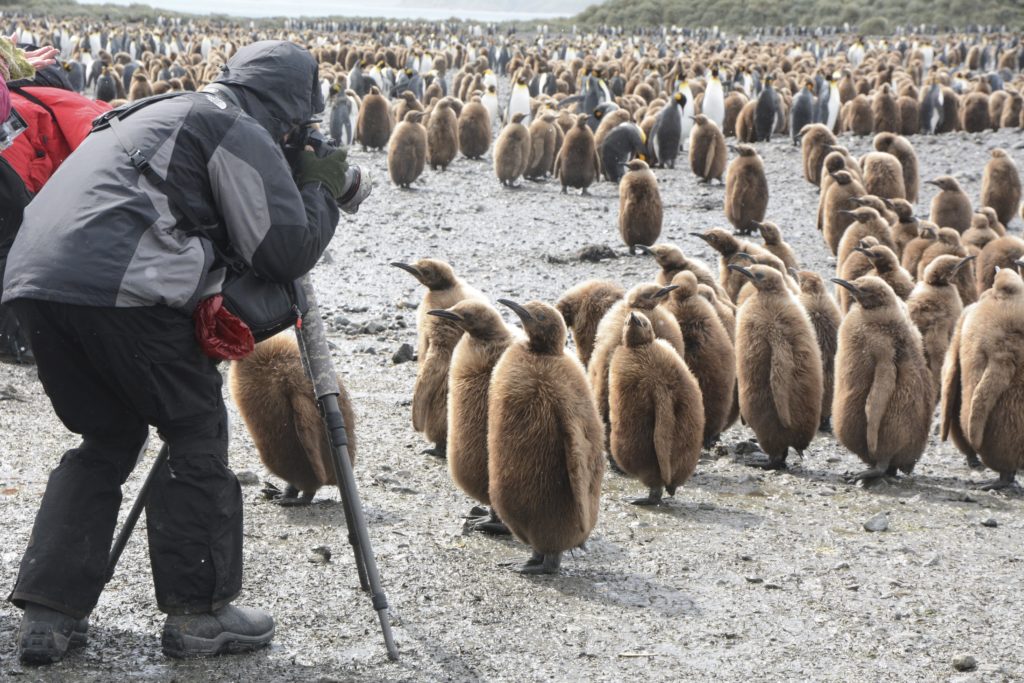 Photographing curious King Penguin Chicks, Salisbury Plains, South Georgia, Antarctica. www.gypsy@60.com