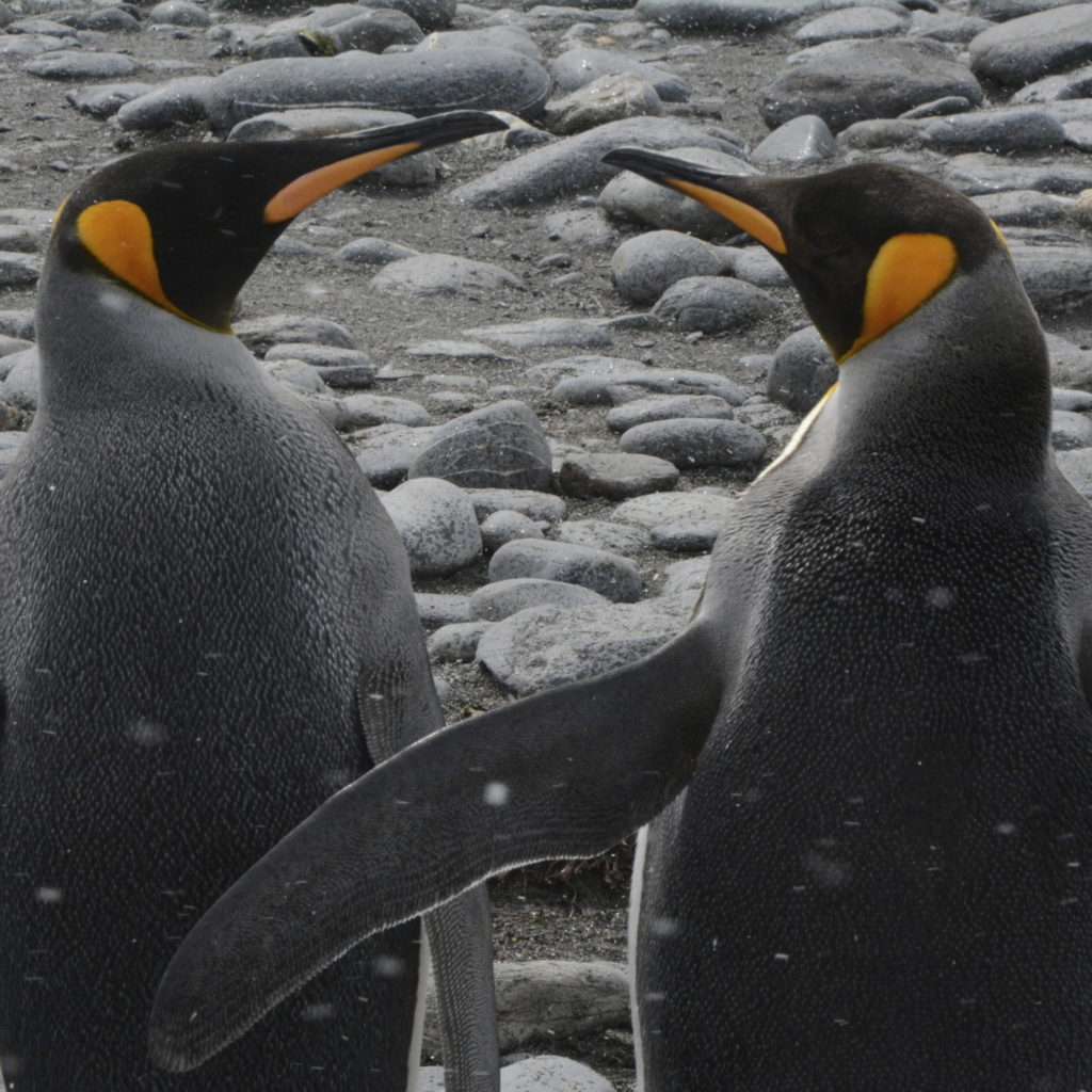 Two male King Penguins marking their territory at Salisbury Plains, South Georgia. https://www.gypsyat60.com