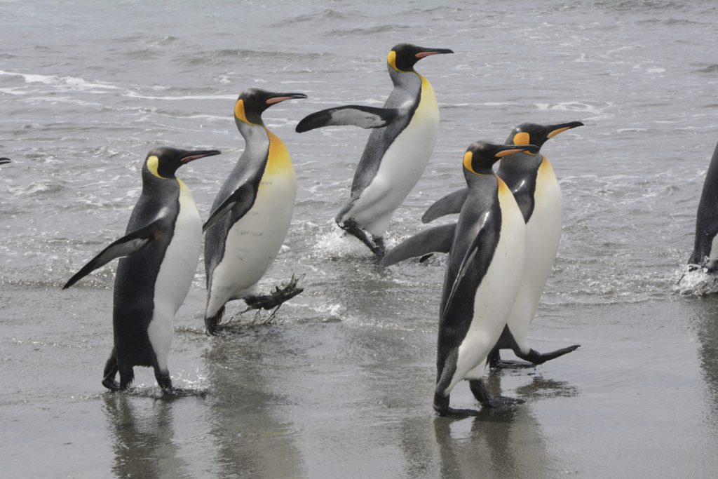 King Penguins going to and fro at Salisbury Plains, Antarctica. https:www.gypsyat60.com
