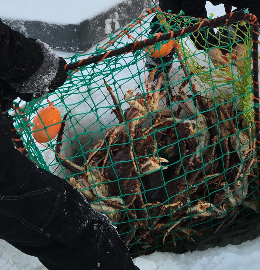 A haul of Arctic King Crab from the icy depths of a frozen fjord in Kirkenes, Finland