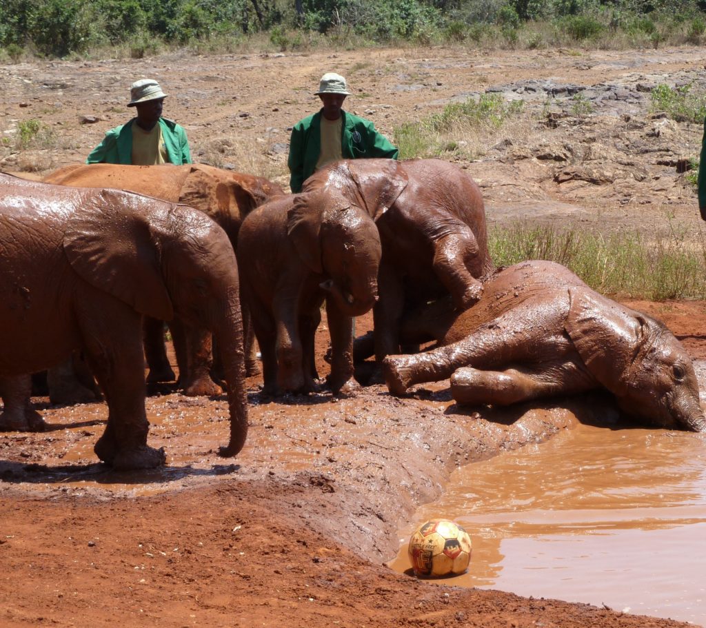 Baby Elephant soccer match at Sheldrick Elephant Orphanage, Nairobi, Kenya. https://gypsyat60.com