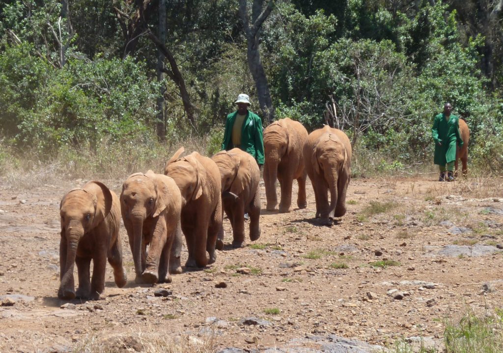 Baby Elephants run towards their milk bottles at lunchtime. Elephant Orphanage, Nairobi, Kenya. David Sheldrick Wildlife Trust. https://www.gypsyat60.com