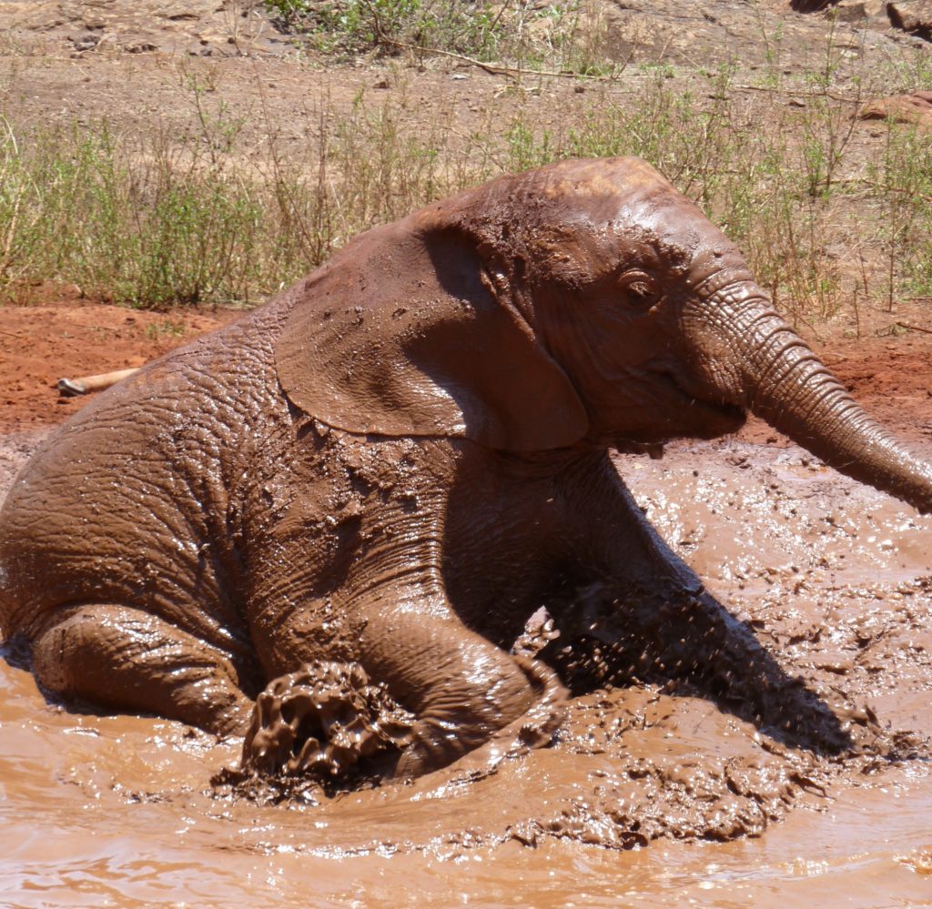 Baby elephant having a mud bath at Elephant Orphanage, Nairobi, Kenya. David Sheldrick Wildlife Trust. https://www.gypsyat60.com