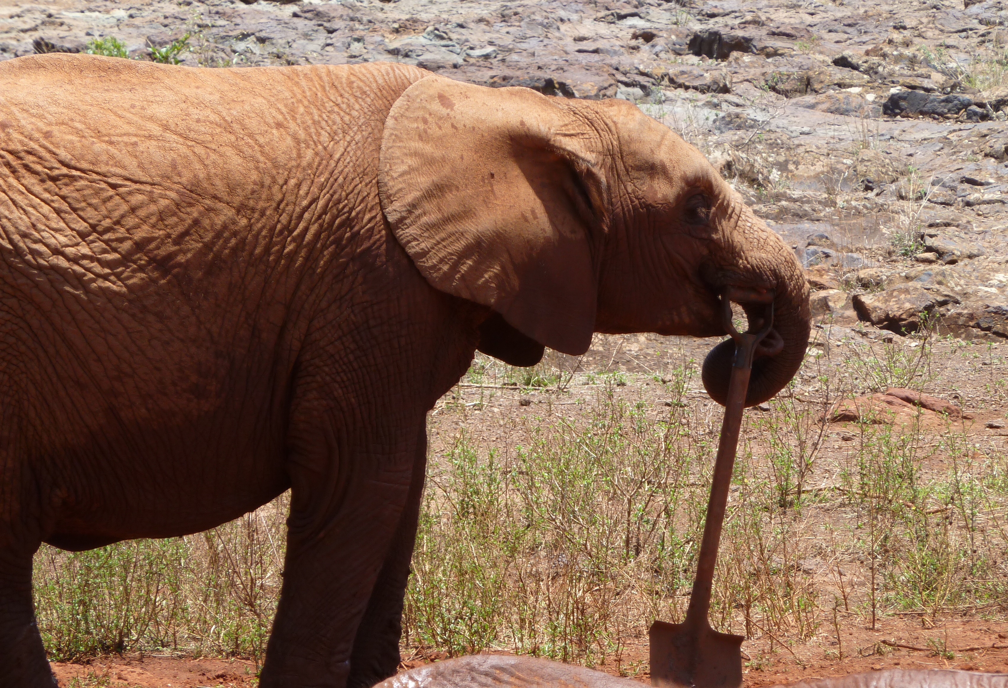 Someone has to do the work around here! Baby elephant orphanage, The David Sheldrick Wildlife Trust, Nairobi, Kenya. https://www.gypsyat60.com