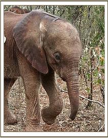 Mutara as a very small baby elephant living at the Sheldrick Elephant Orphanage, Nairobi. Her mother was badly injured and couldn't be saved. Mutara was only one week old when found. https://gypsyat60.com