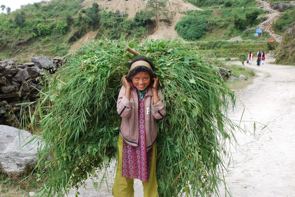 Girl carryng food for the family buffalo, Nepal. www.gypsyat60.com