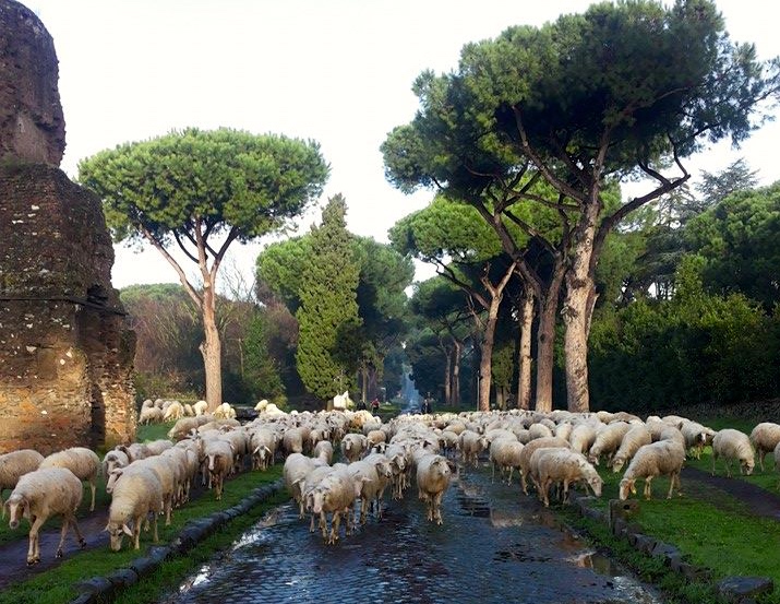 Sheep grazing on the ancient Appian Way in Rome. www.gypsyat60.com