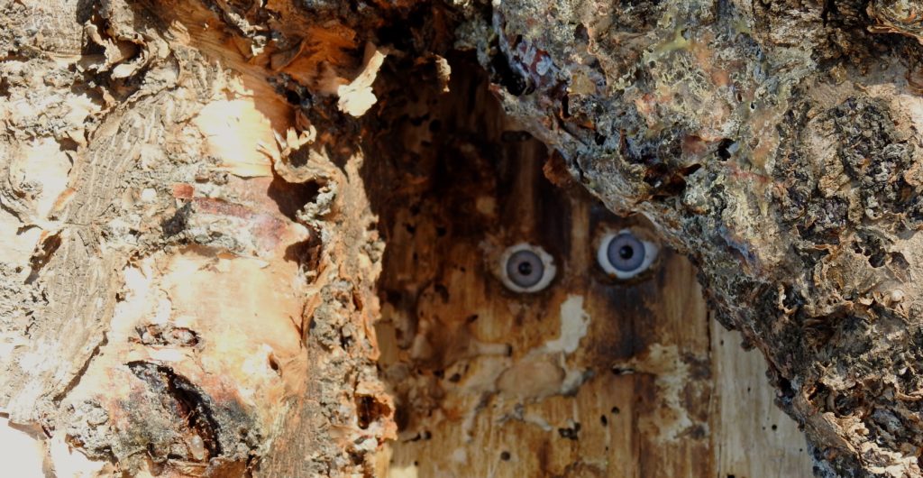 Owl Eyes in the Magic Tree (Home to Lord Gollum and his Hobbits) Scarborough Beach, Moreton Bay Region, Queensland, Australia.www.gypsyat60.com