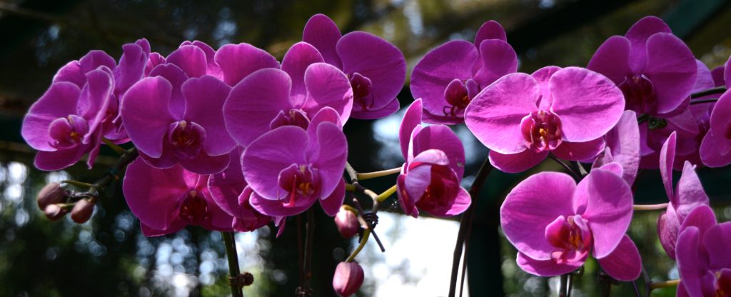 Singapore orchids. www.gypsyat60.com