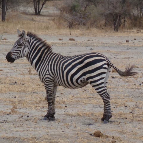 Friendly Plains Zebra at Ngorongoro Crater, Tanzania. www.gypsyat60.com