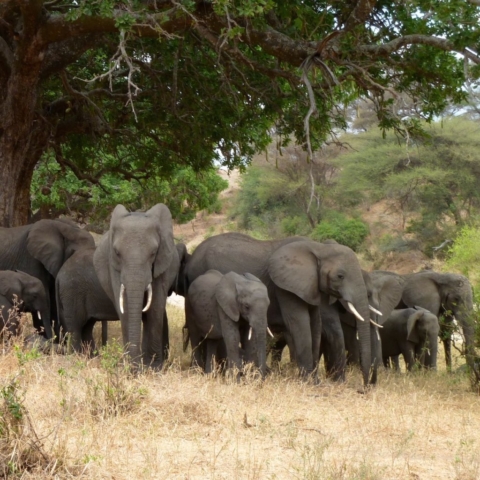 Elephant Family, Lake Manyara, Tanzania. www.gypsyat60.com