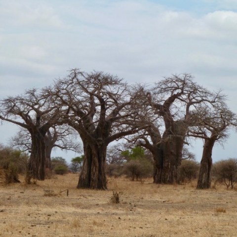 Baobab trees, Ngorongoro Crater, Tanzania. www.gypsyat60.com