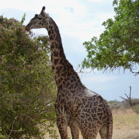 Giraffe towering over the trees at Lake Manyara, Tanzania, looking for berries. www.gypsyat60.com