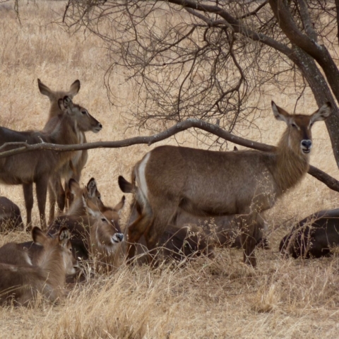 Herd of Large Antelope at Ngorongoro Crater, Tanzania. www.gypsyat60.com