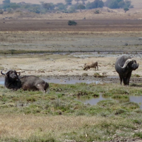 Cape buffalos and Warthogs sharing the same watering hole at Ngorongoro Crater, Tanzania. www.gypsyat60.com