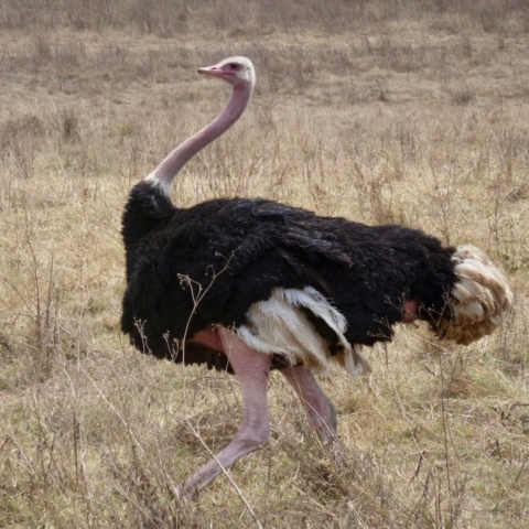 Ostrich on the run at  Ngorongoro Crater, Tanzania. www.gypsyat60.com