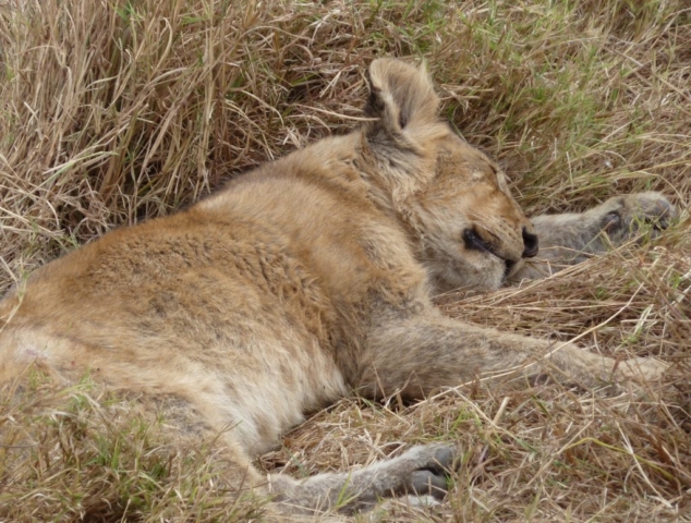 Snooze time for a lion Cub Ngorongoro Crater, Tanzania. www.gypsyat60.com