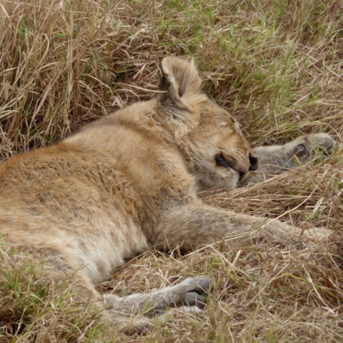 Lion Cub snoozing at Ngorongoro Crater, Tanzania. www.gypsyat60.com