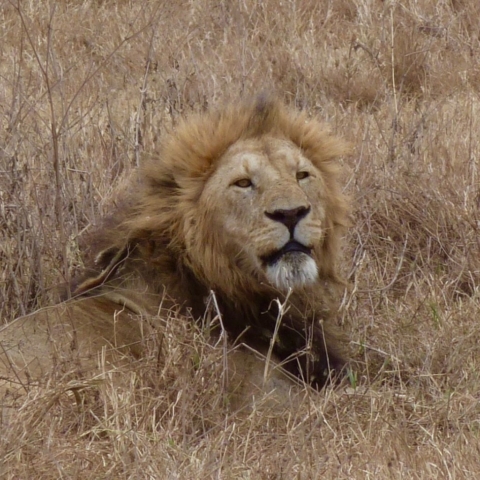 Unhappy Lion at the thought of more tourists arriving to stare! Ngorongoro Crater, Tanzania. www.gypsyat60.com