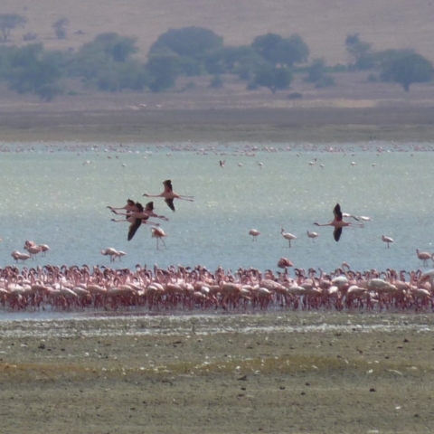 Flamingoes taking flight at Ngorongoro Crater, Tanzania. There was a dingo stalking them along the waters edge at the time. www.gypsyat60.com