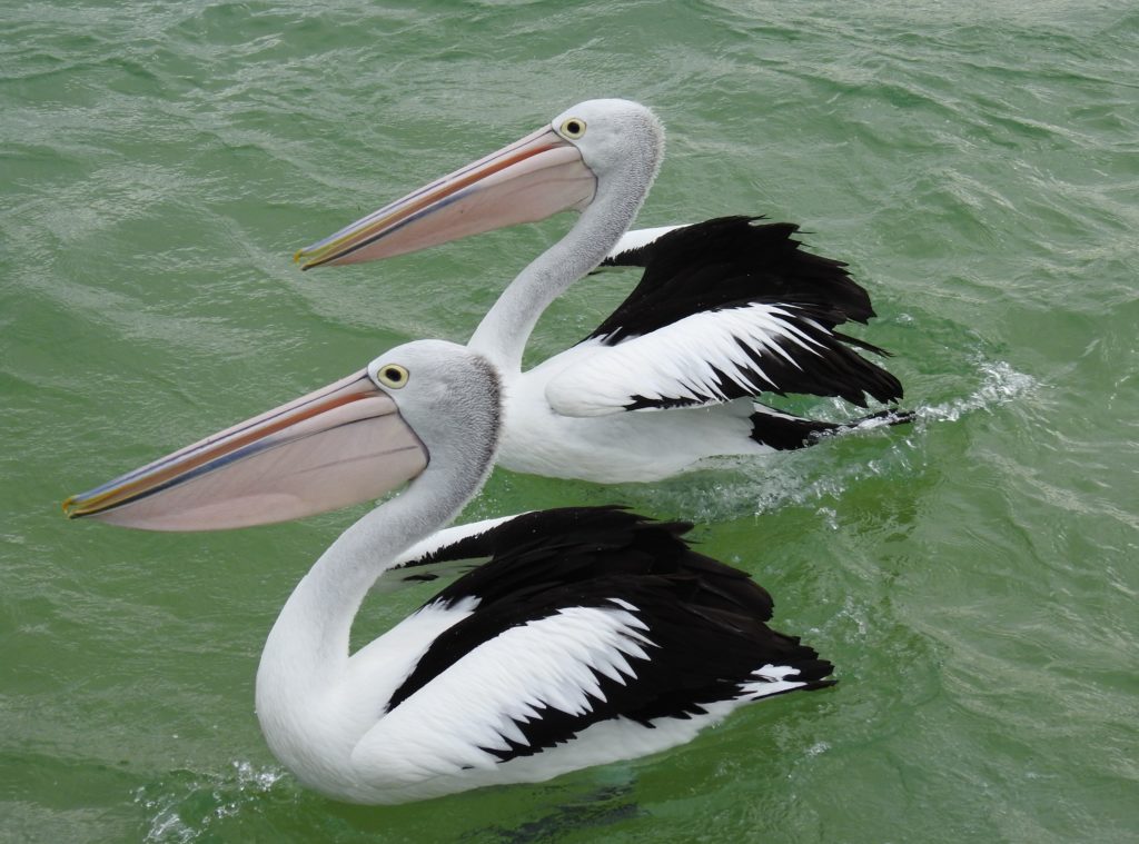 Two pelicans that look like bookends at Tangalooma Island Resort, Moreton Island, Queensland Australia. www.gypsyat60.com