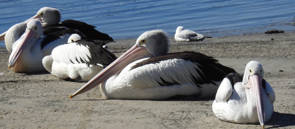 Pelican's at Yamba, New South Wales, taking it easy on the banks. www.gypsyat60.com