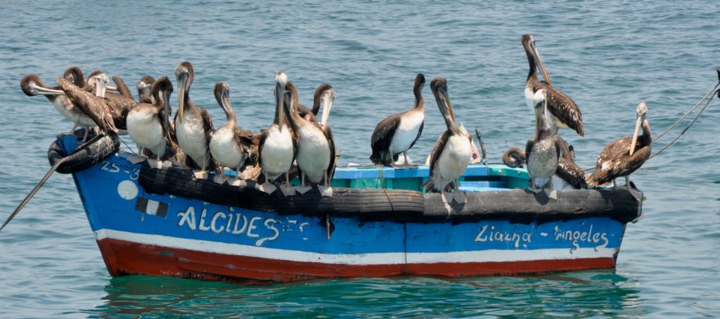 Brown Dalmatian Penguins sitting on a boat and cleaning their feathers. Punta Sal, Peru. www.gypsyat60.com
