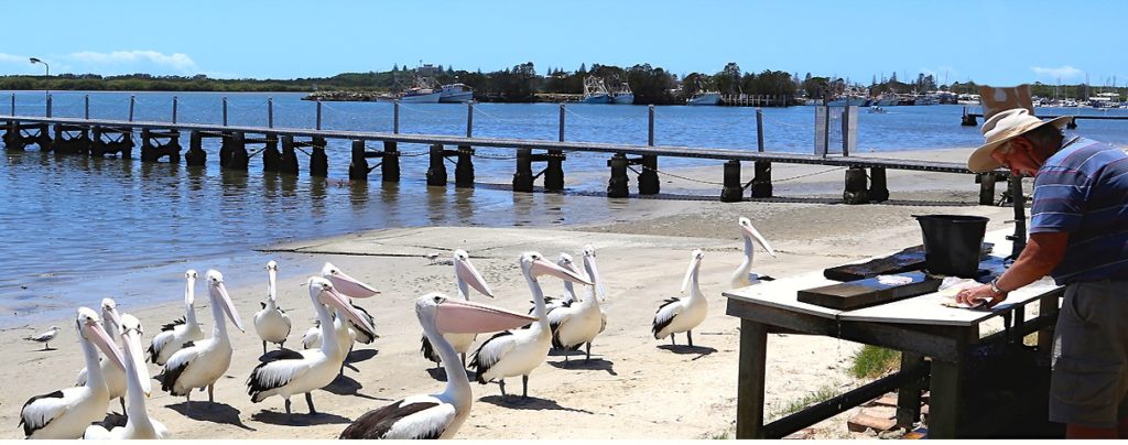 Pelicans patiently waiting for fish scraps after fishermen clean their fish. Yamba, New South Wales, Australia. www.gypsy@60.com