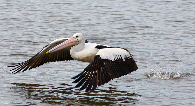 Australian Pelican Skimming Over Water. www.gypsyat60.com