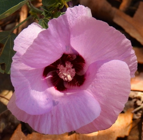 The Exquisite Sturt's Desert Rose - the floral emblem of the Northern Territory, Austrlalia. www.gypsyat60.com
