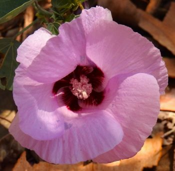 The Exquisite Sturt's Desert Rose - the floral emblem of the Northern Territory, Austrlalia. www.gypsyat60.com